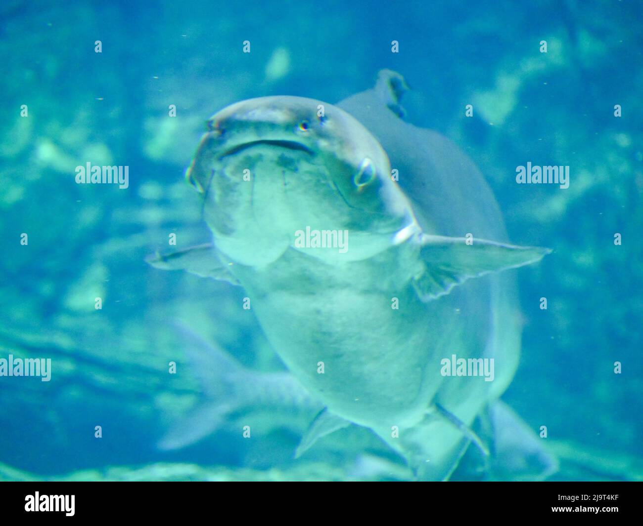 Mekong giant catfish (Pangasianodon gigas) is a large, threatened
