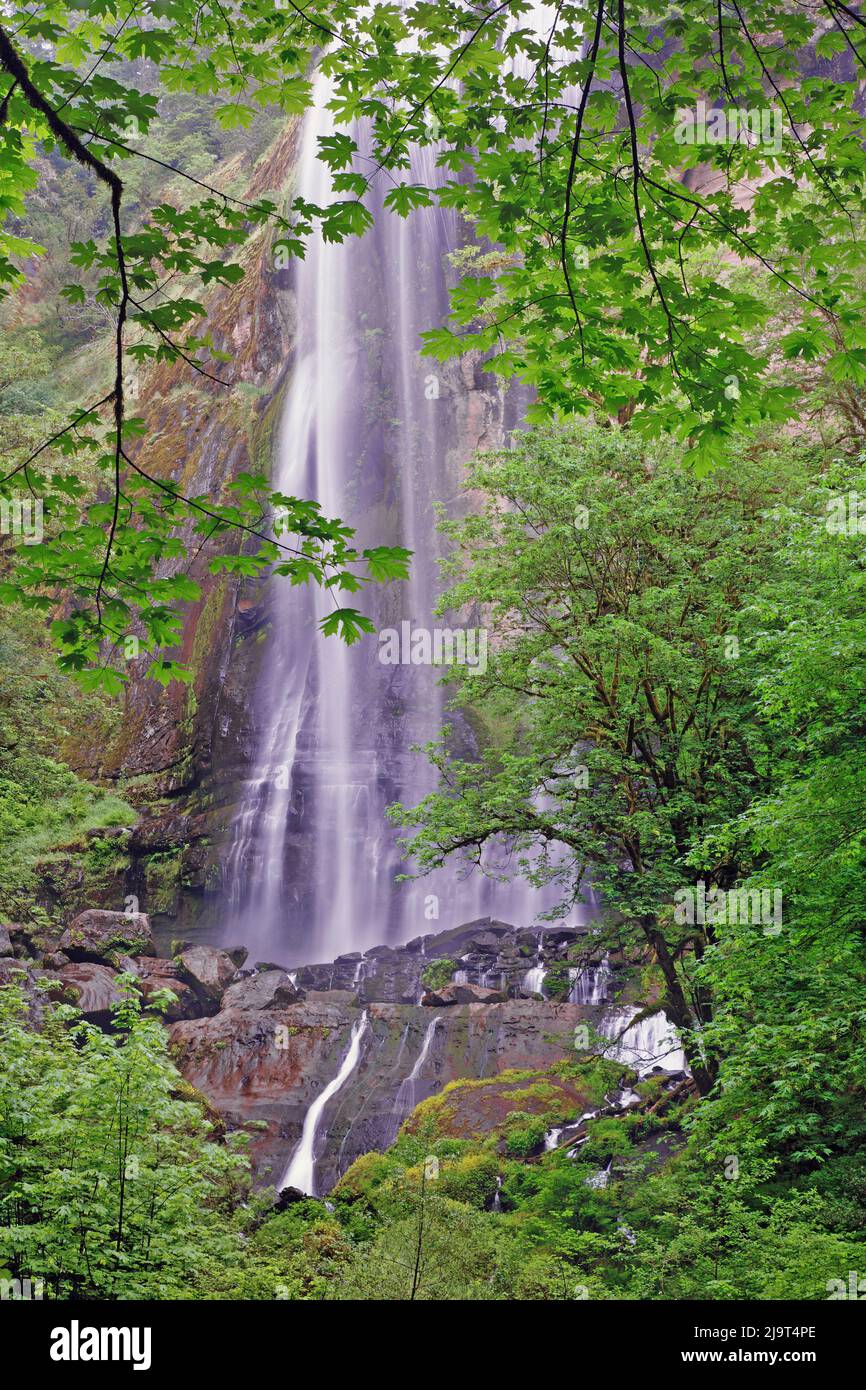 Silver Falls, Golden and Silver Falls State Natural Area, Oregon Stock