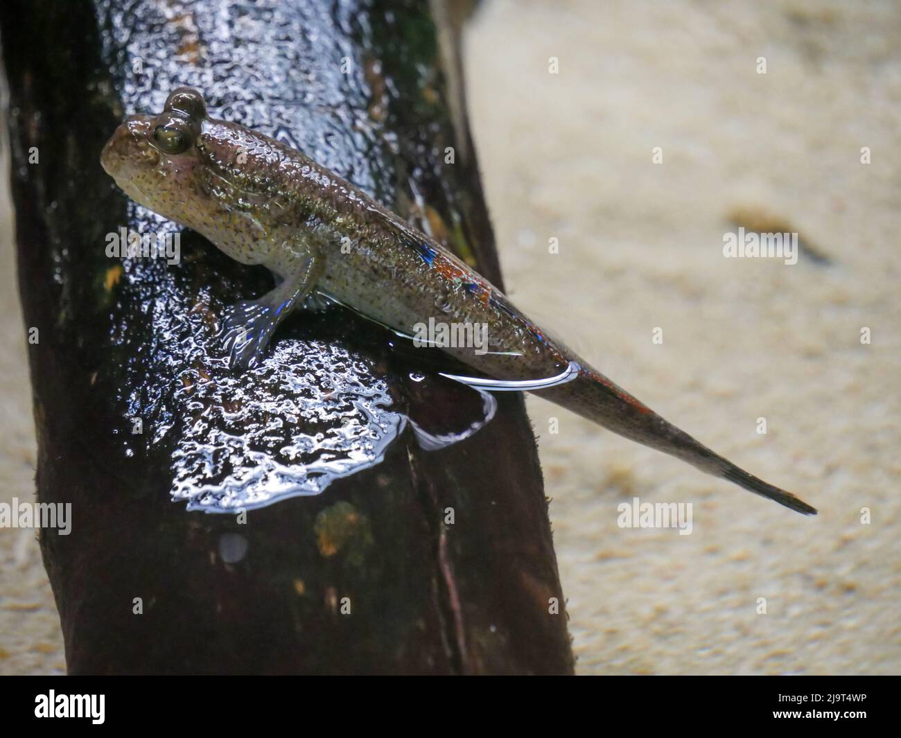Mudskipper Fish Climbing A Tree