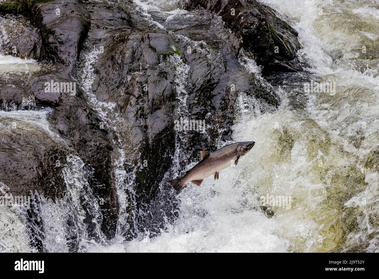 Spawning Coho salmon swimming upstream on the Nehalem River in the