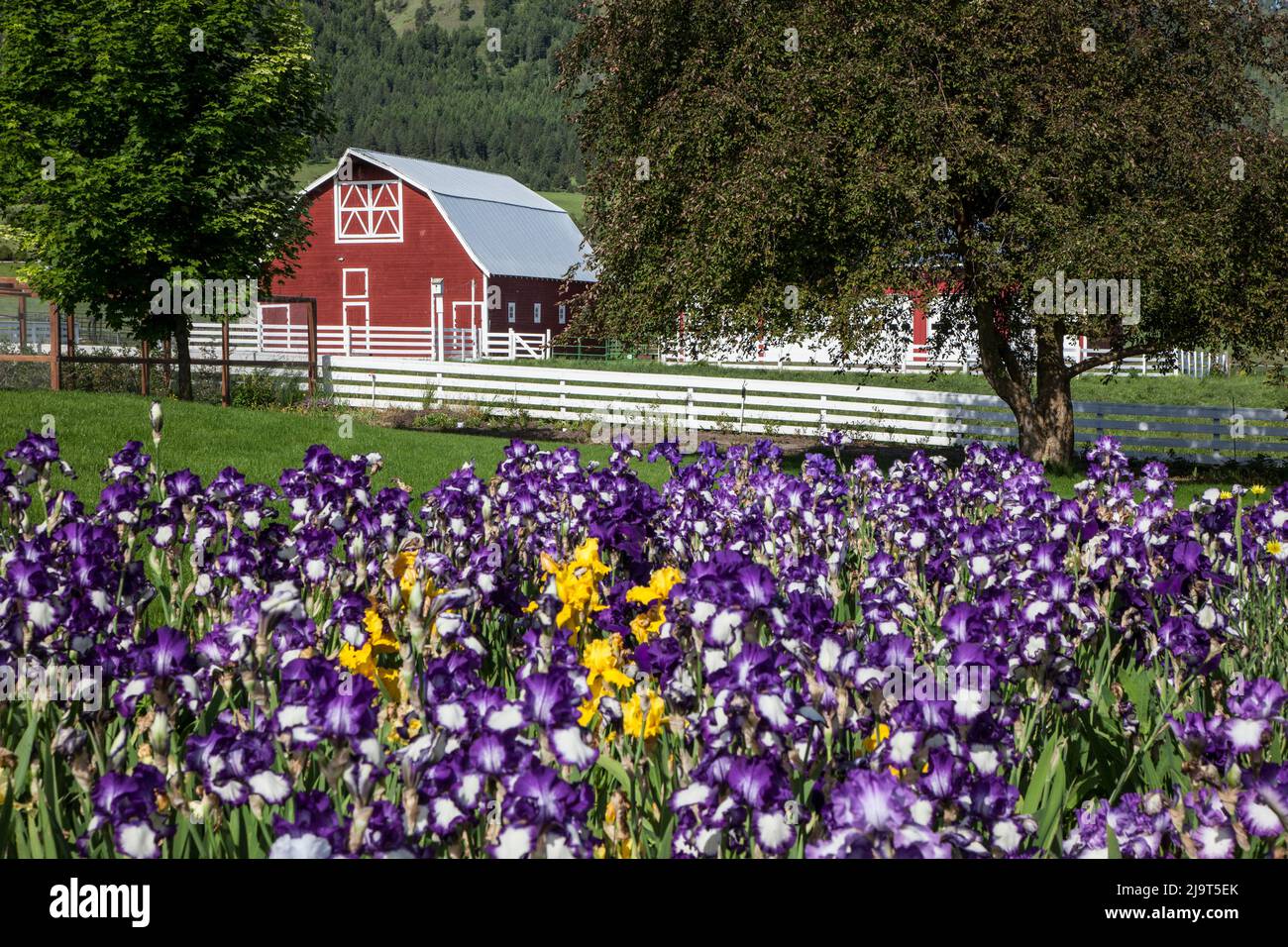 USA, Oregon, Joseph. Red barn with purple irises growing in the garden