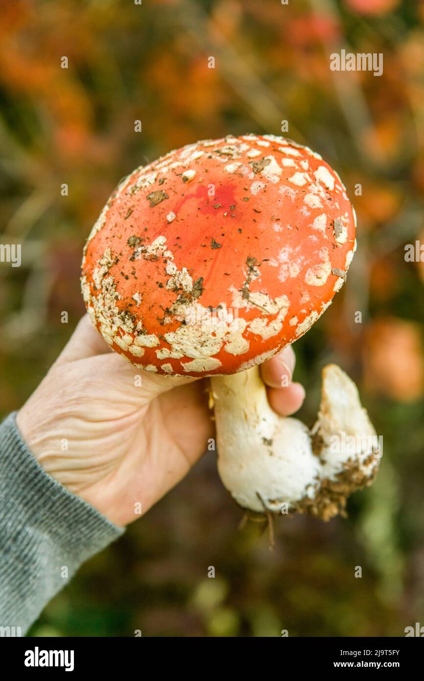 Hood River, Oregon, USA. Woman holding a Fly Amanita (Amanita muscaria