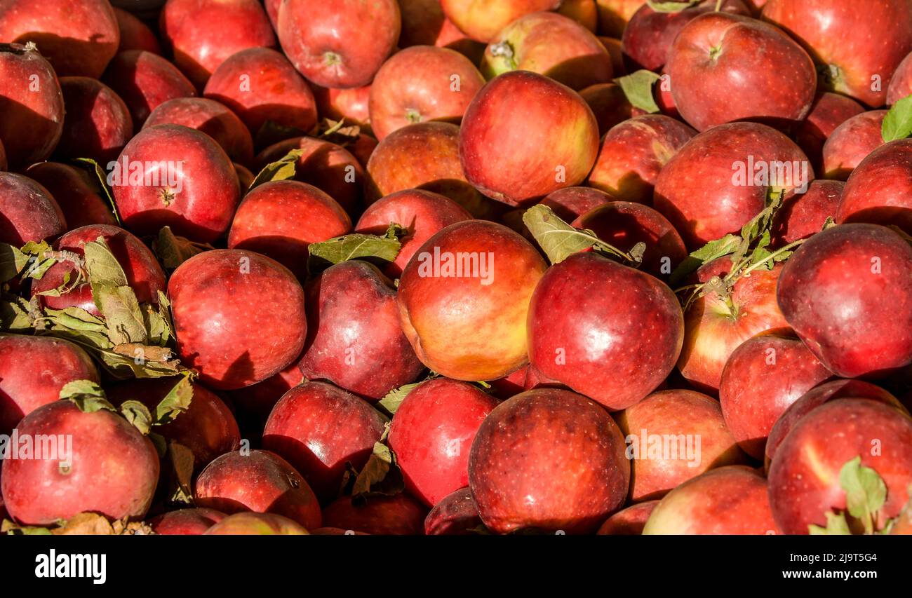 Hood River, Oregon, USA. A bin of Winesap apples for sale. Often known