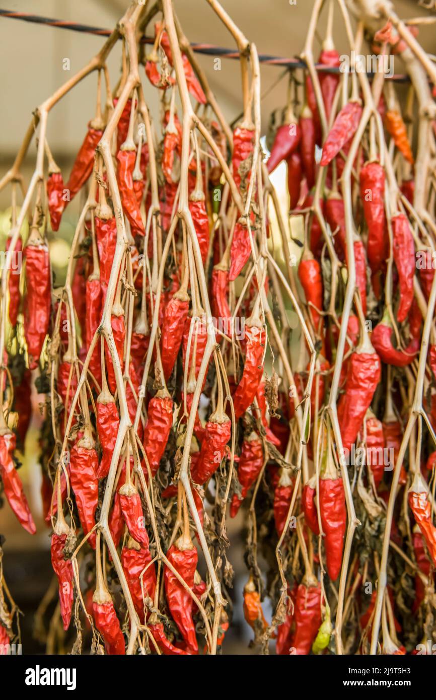 Hood River, Oregon, USA. Red chili peppers hung to dry. Dried chiles