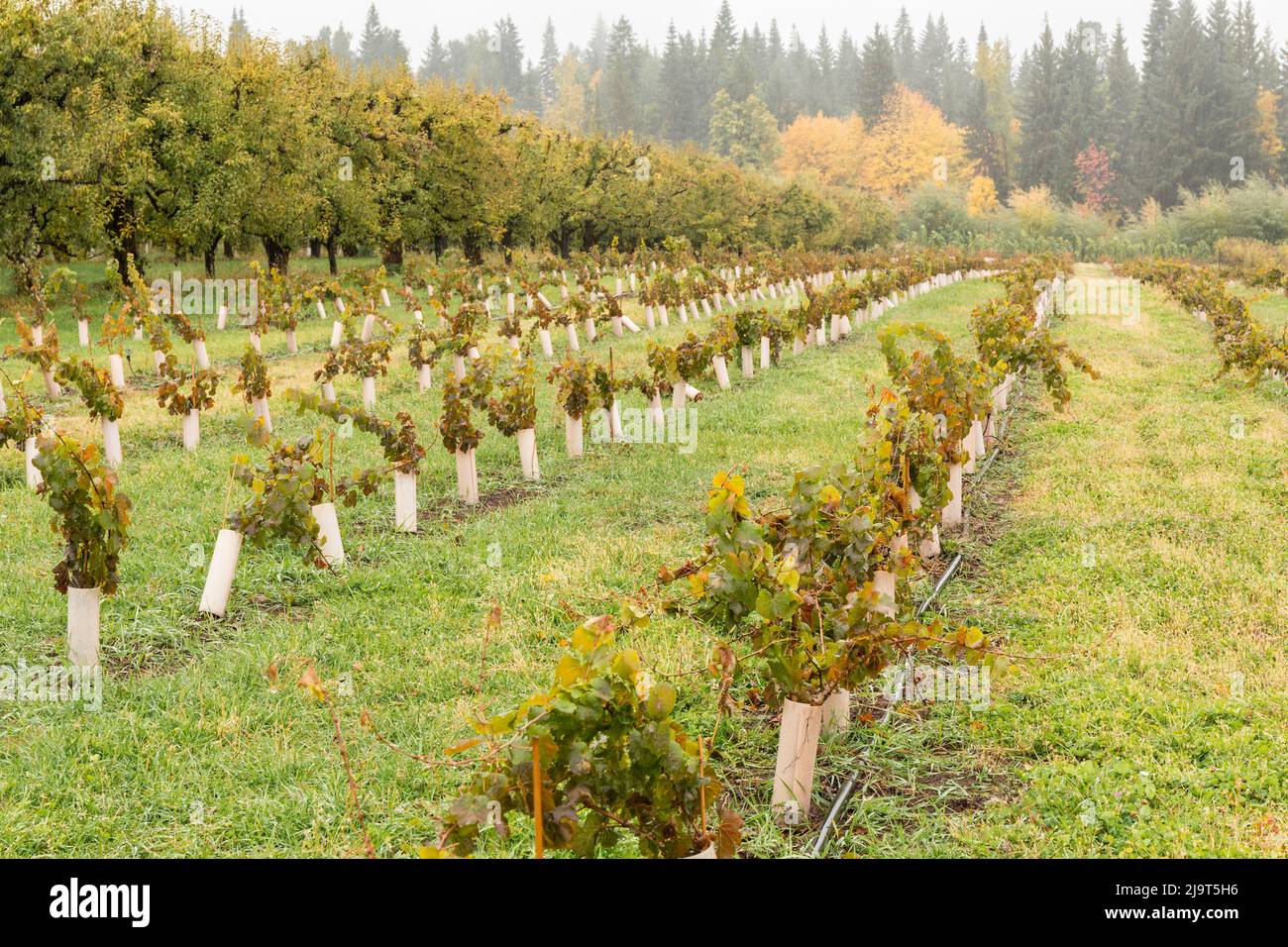 Hood River, Oregon, USA. Young grape vines in an Autumn rain. They are