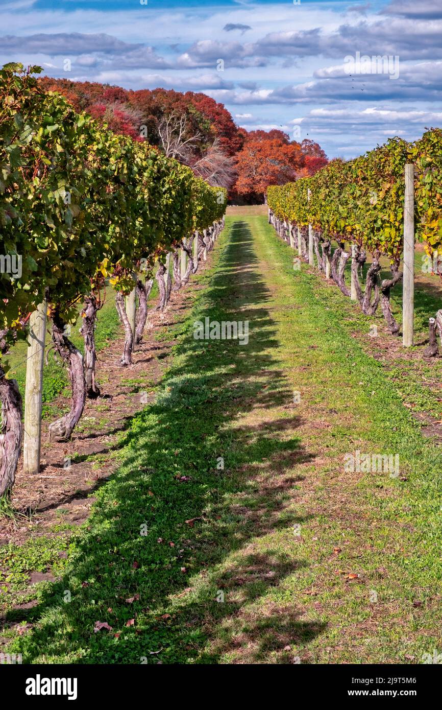 Carolyn's Vineyard, Little Compton, Rhode Island, USA Stock