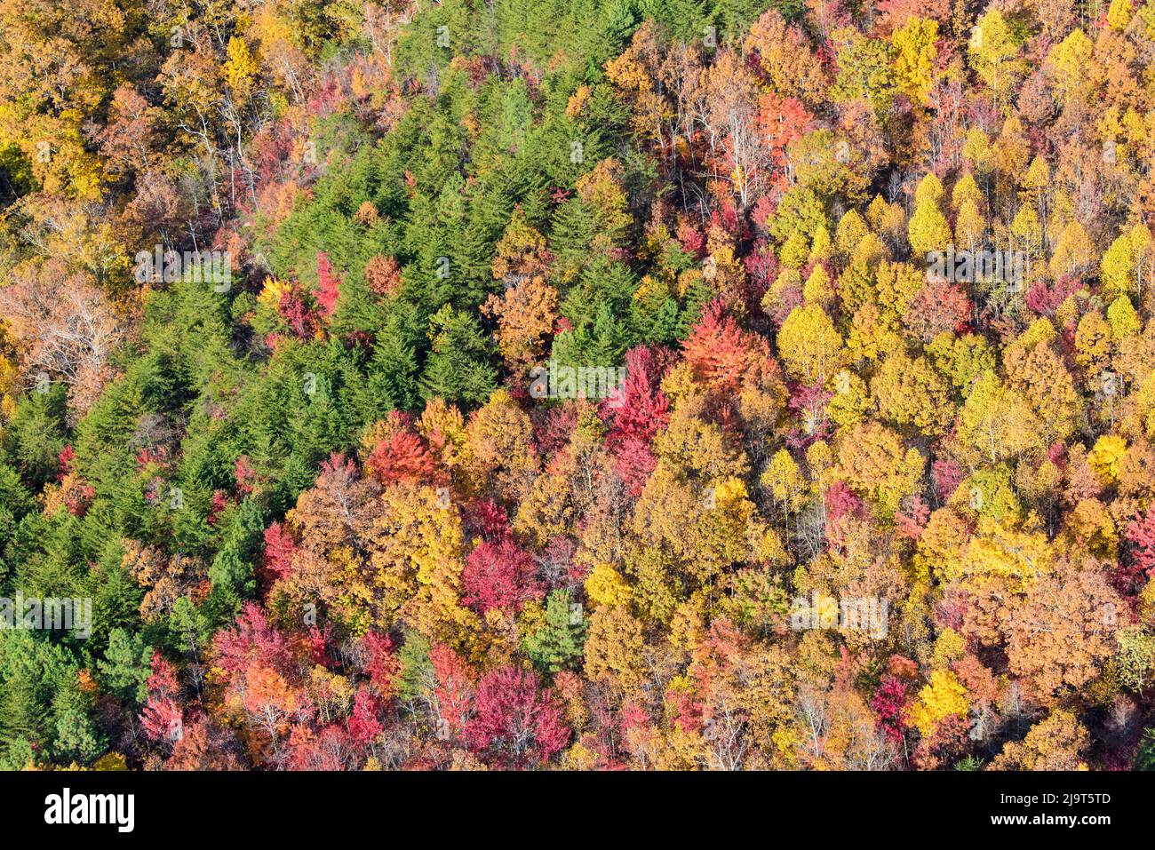 USA, Tennessee. Evergreens contrast to dramatic fall color Stock Photo ...