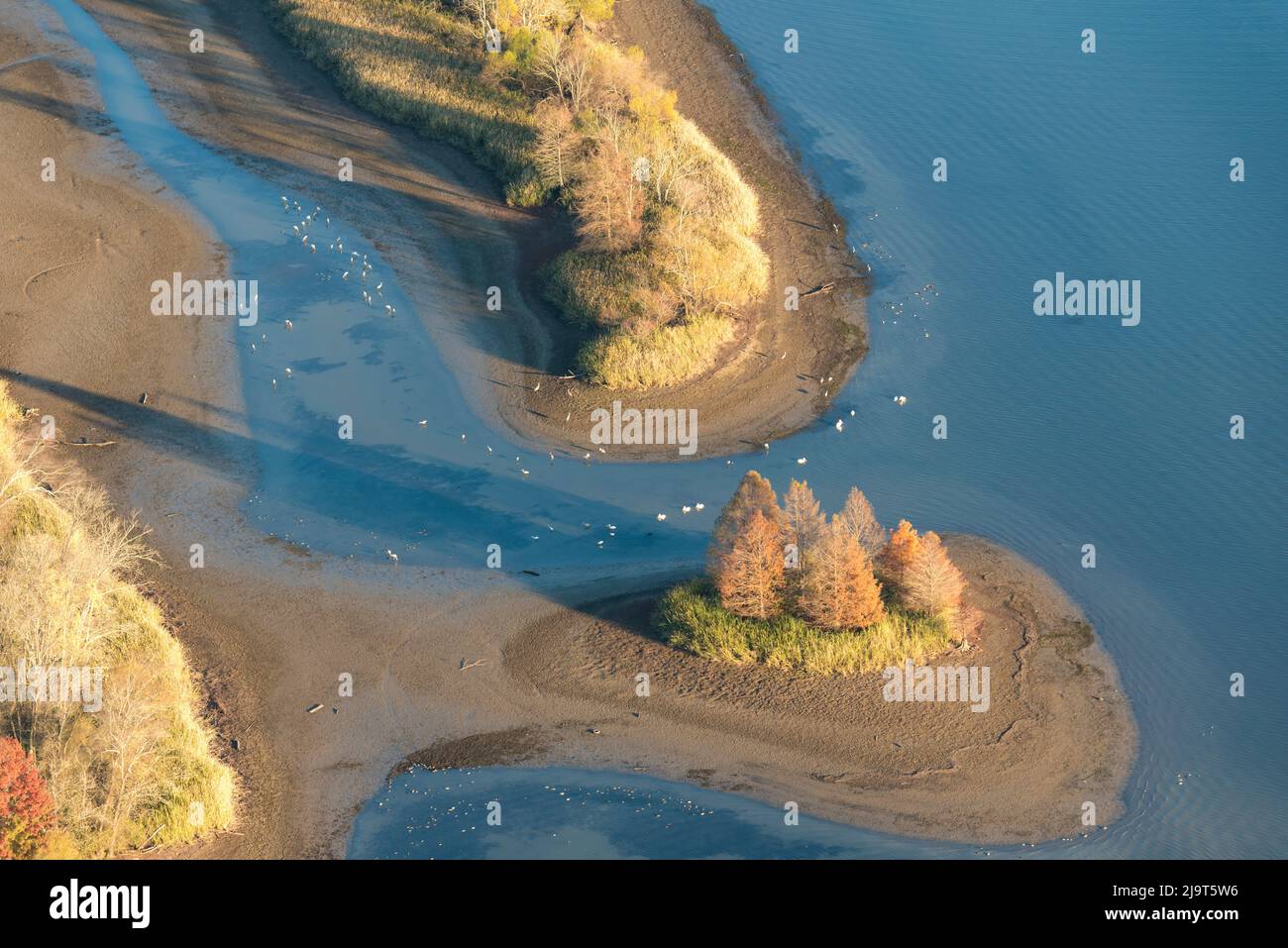 USA, Tennessee. Tennessee Valley Authority drawdown, Tennessee River. White pelicans, sandhill cranes, Canada geese feeding Stock Photo