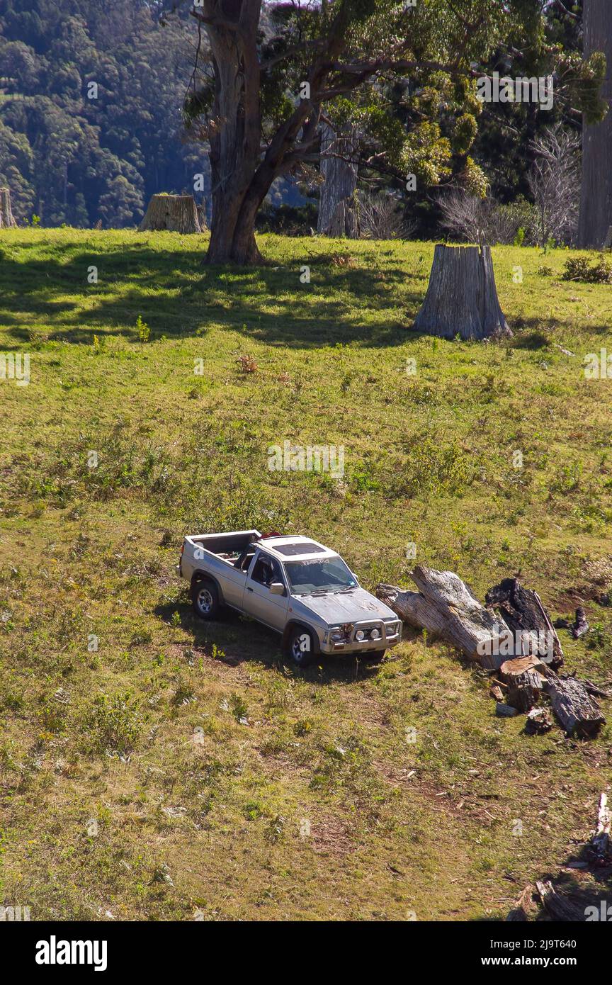 Old, silver, two-seater ute (utility vehicle, pick-up truck) in field to collect cut wood from old trees. Trees and tree-stumps remain, Qld, Australia Stock Photo