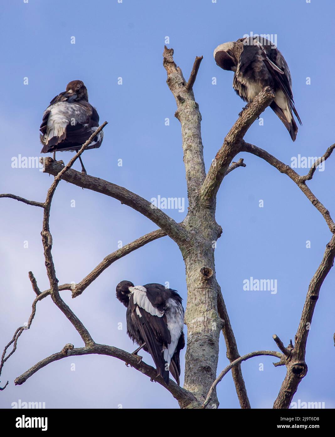 Three very young Australian magpies, cracticus tibicen, perched in dead tree,  all preening together, enjoying summer sunshine and blue sky. Stock Photo