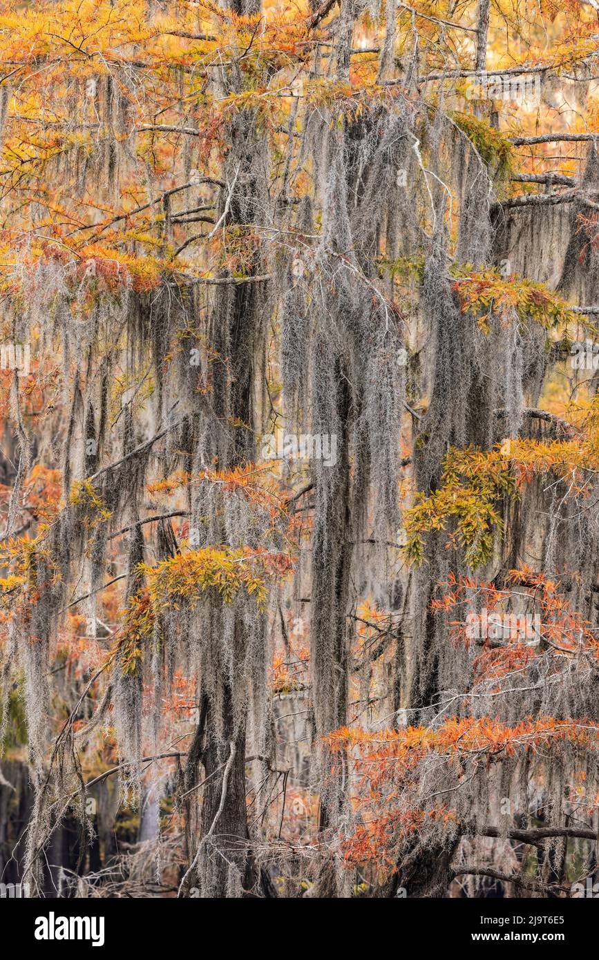 Bald Cypress tree draped in Spanish moss with fall colors. Caddo Lake ...