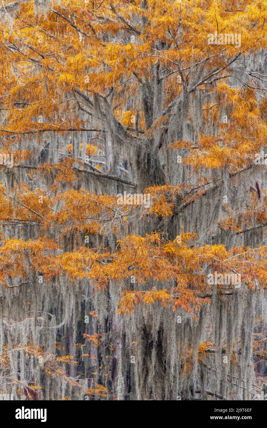 Bald Cypress tree draped in Spanish moss with fall colors. Caddo Lake ...