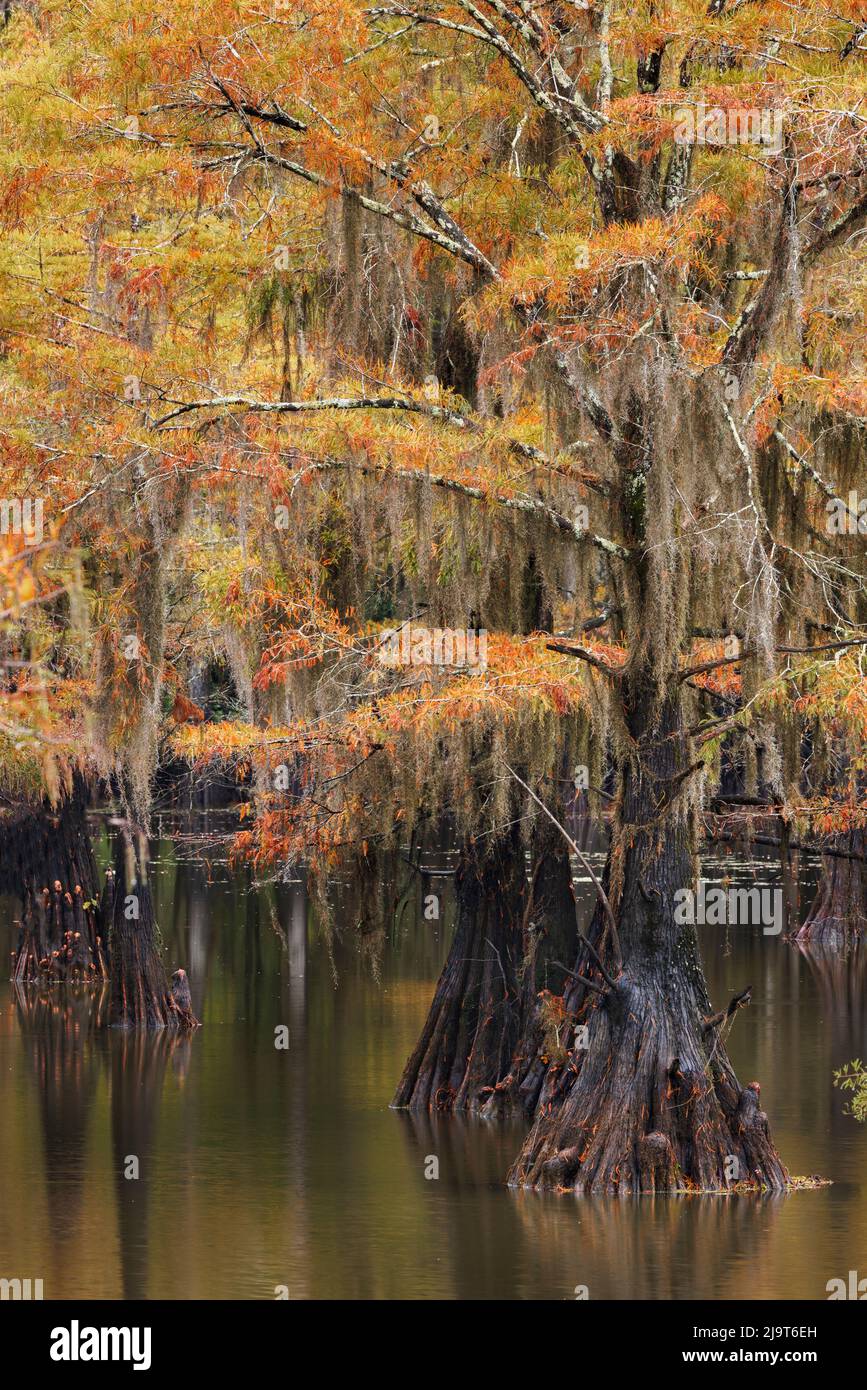 Bald Cypress tree draped in Spanish moss with fall colors. Caddo Lake ...