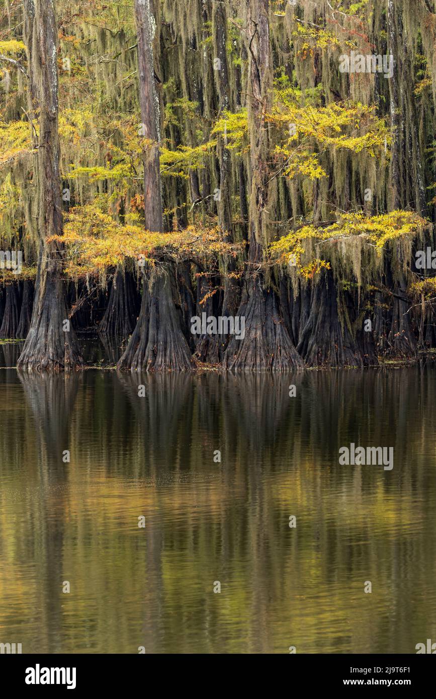 Bald Cypress tree draped in Spanish moss with fall colors. Caddo Lake State Park, Uncertain, Texas Stock Photo