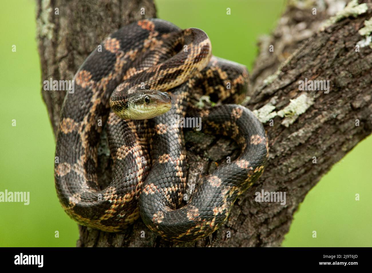 USA, Texas, Austin. Adult rat snake coiled in notch of tree. Stock Photo