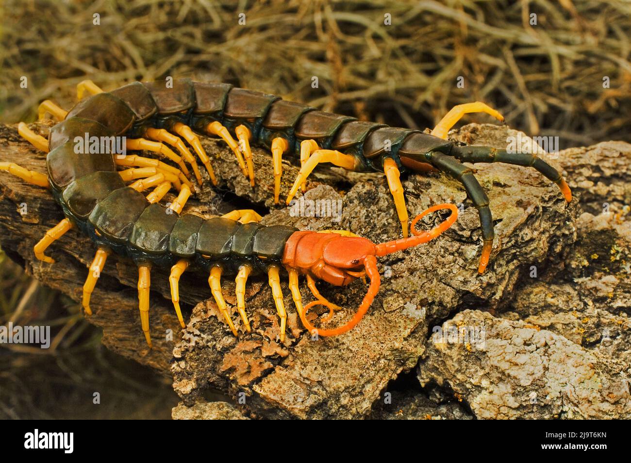 centipedes in texas