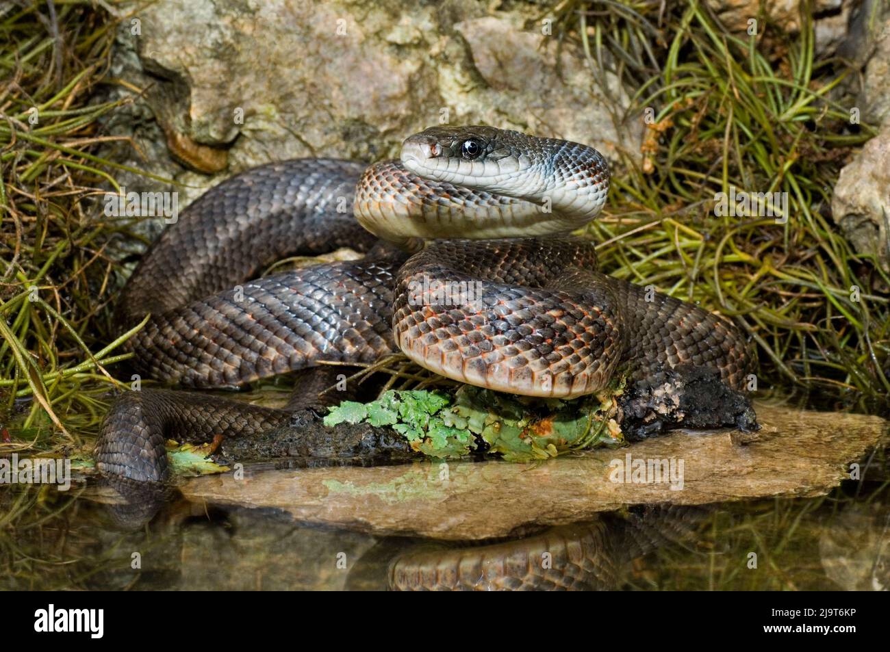 USA, Texas, Hill Country. Coiled adult rat snake next to water. Stock Photo