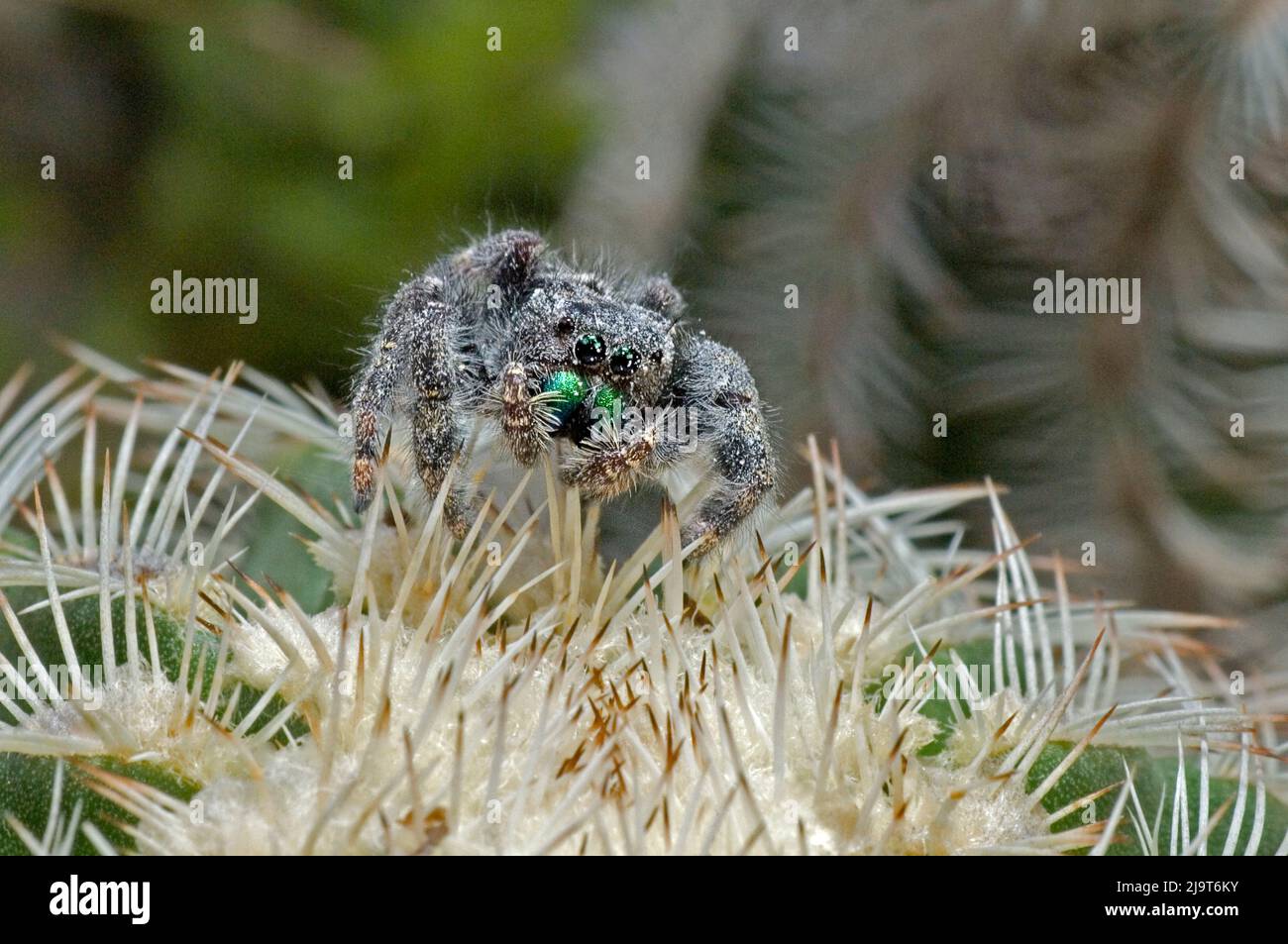 USA, Texas, Hill Country. Jumping spider on thorny cactus. Stock Photo