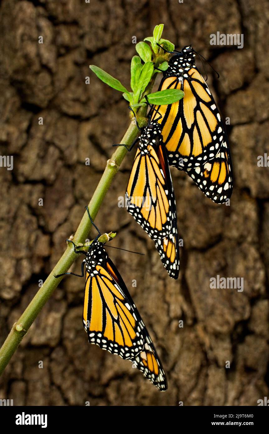 Texas butterflies hires stock photography and images Alamy
