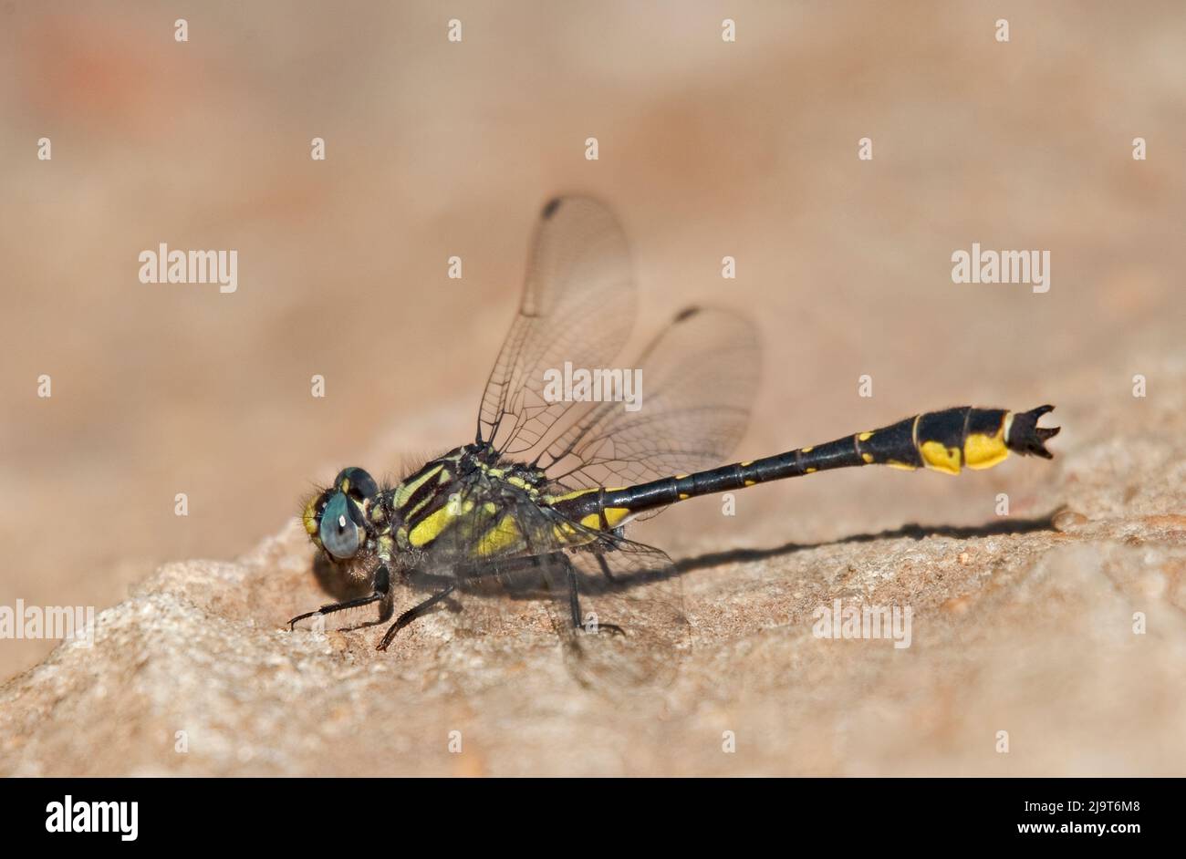 USA, Texas, Jasper County. Male banner clubtail dragonfly on rock Stock ...