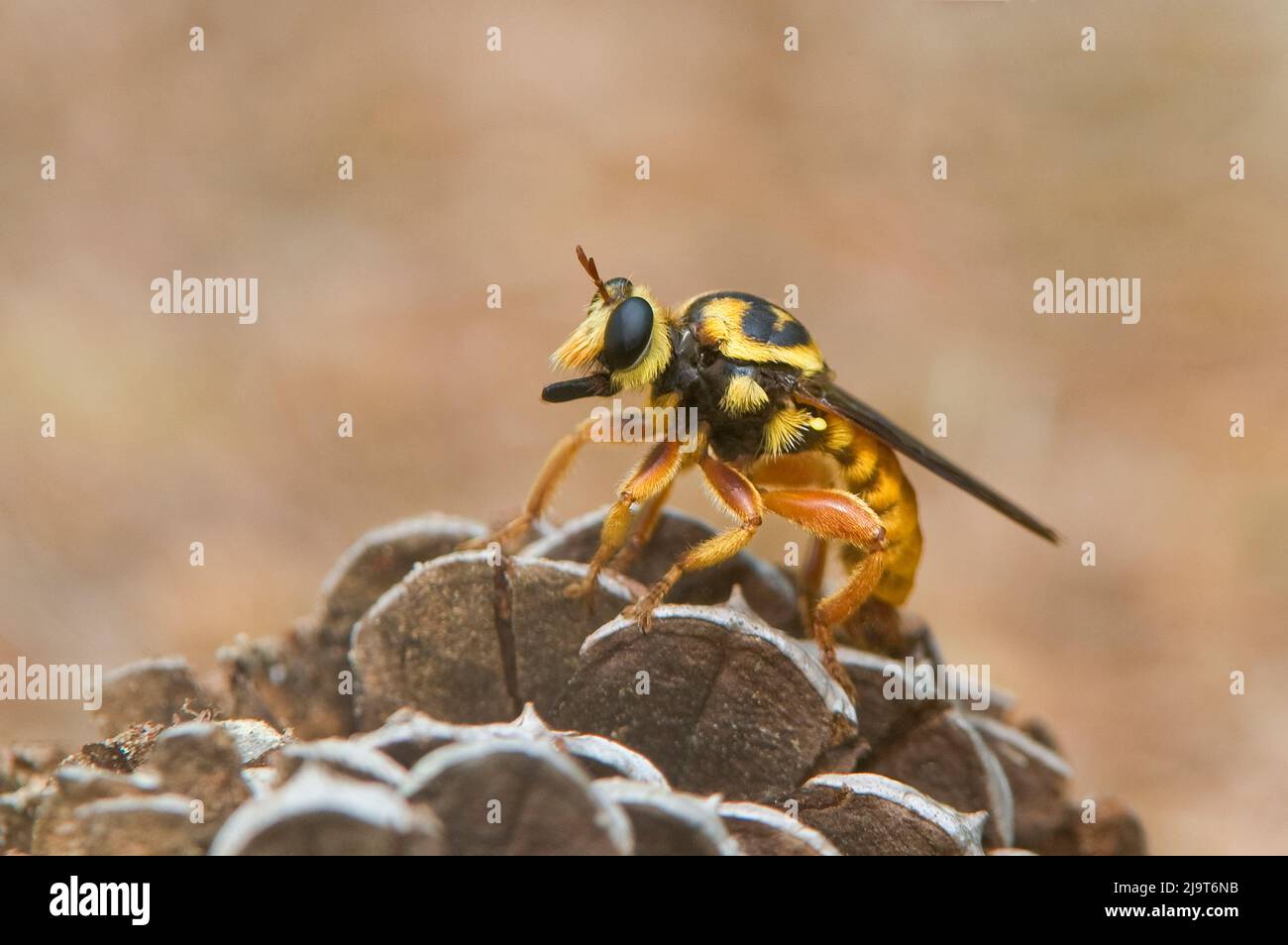 USA, Texas, Sam Houston National Forest. Robber fly on rocks Stock ...