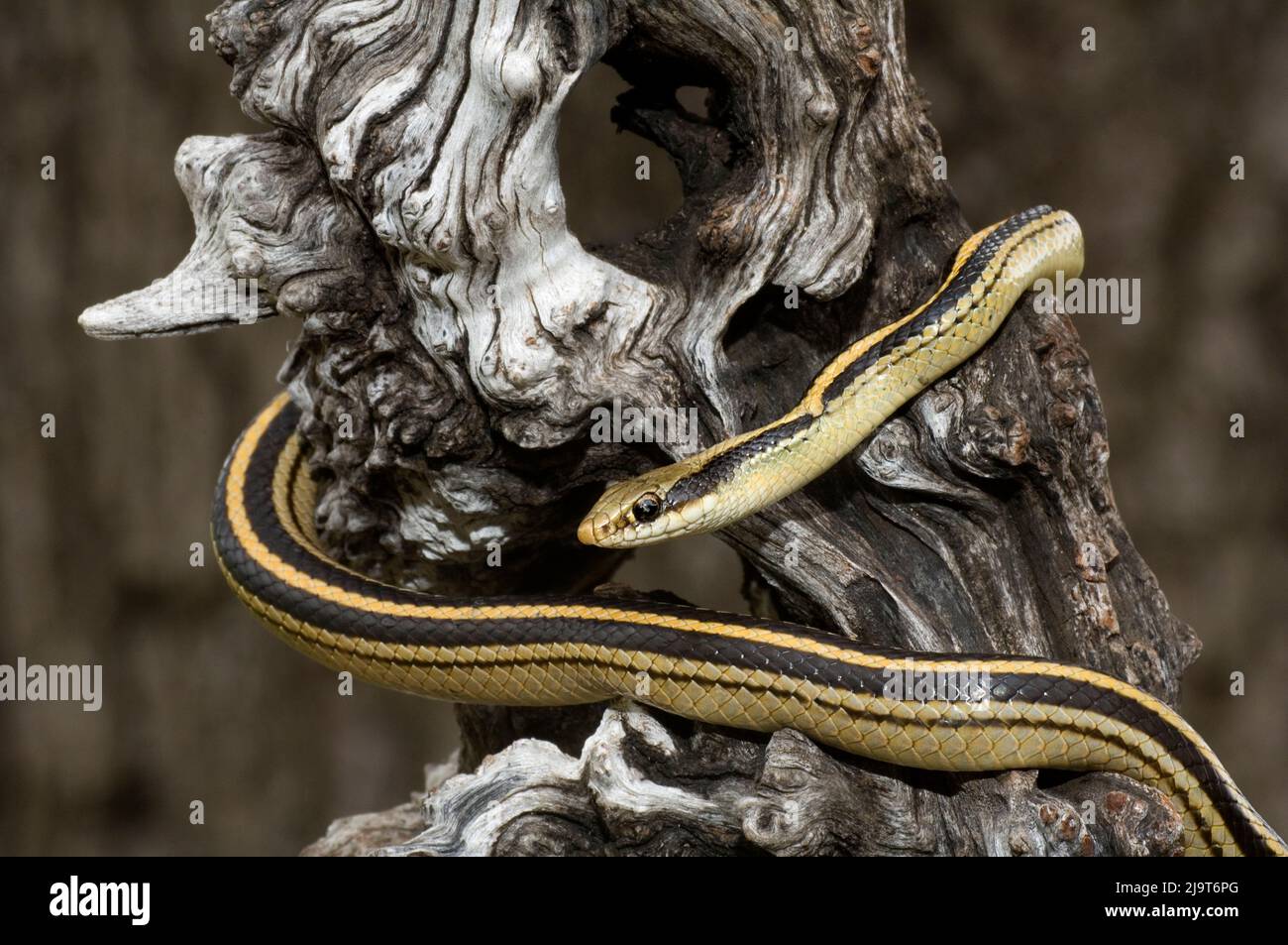 USA, Texas. Garter snake wrapped around tree. Stock Photo
