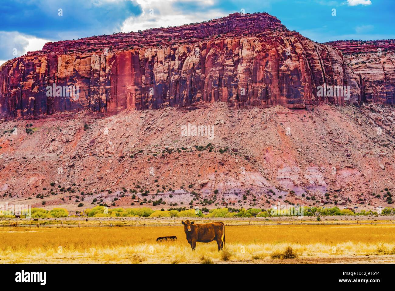 Cow and mountains, Canyonlands National Park, Needles District, Utah