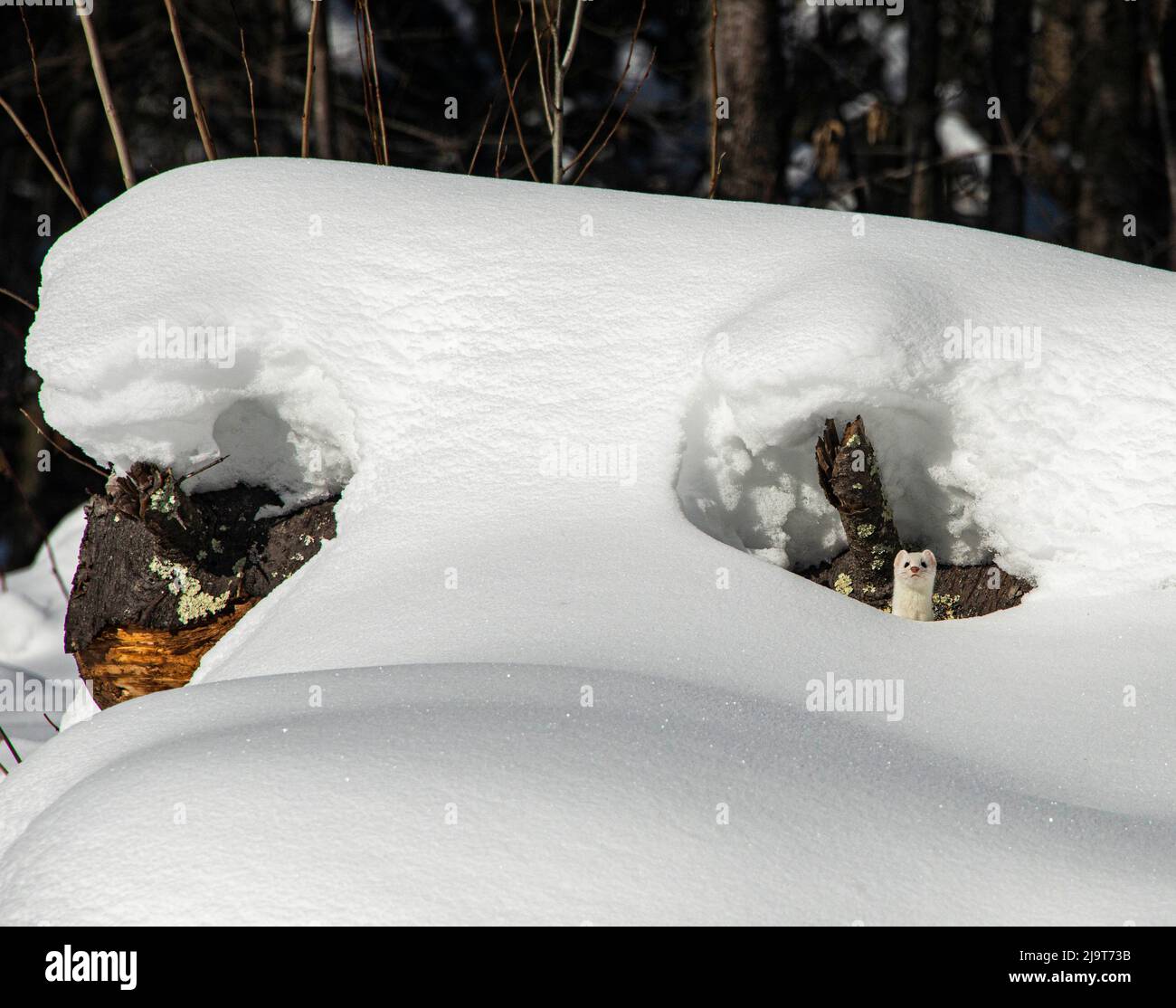 USA, Vermont, Morrisville, Jopson Lane, ermine in snow, hiding under fallen tree Stock Photo