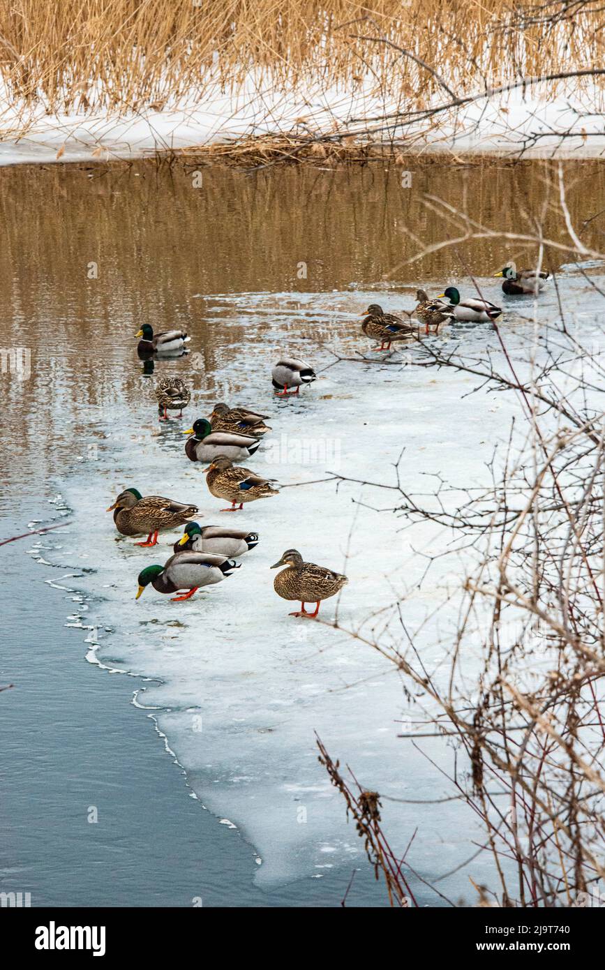 USA, Vermont, North Norwich on Kendall Station Road on Connecticut River wetlands, snow and mallards Stock Photo
