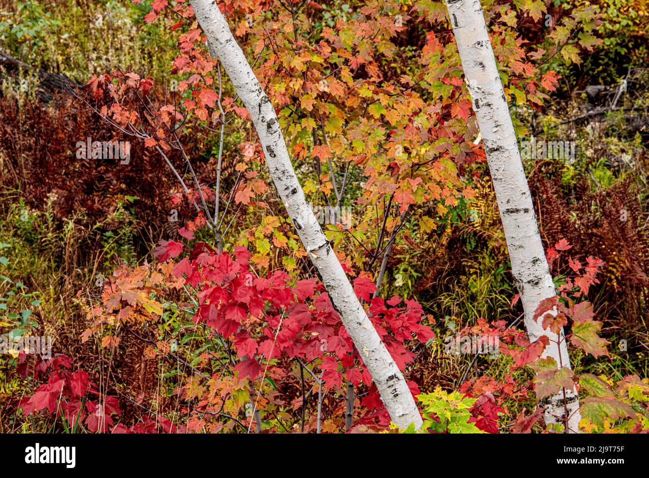USA, Vermont, Stowe, birch trees around wetlands above the Toll House