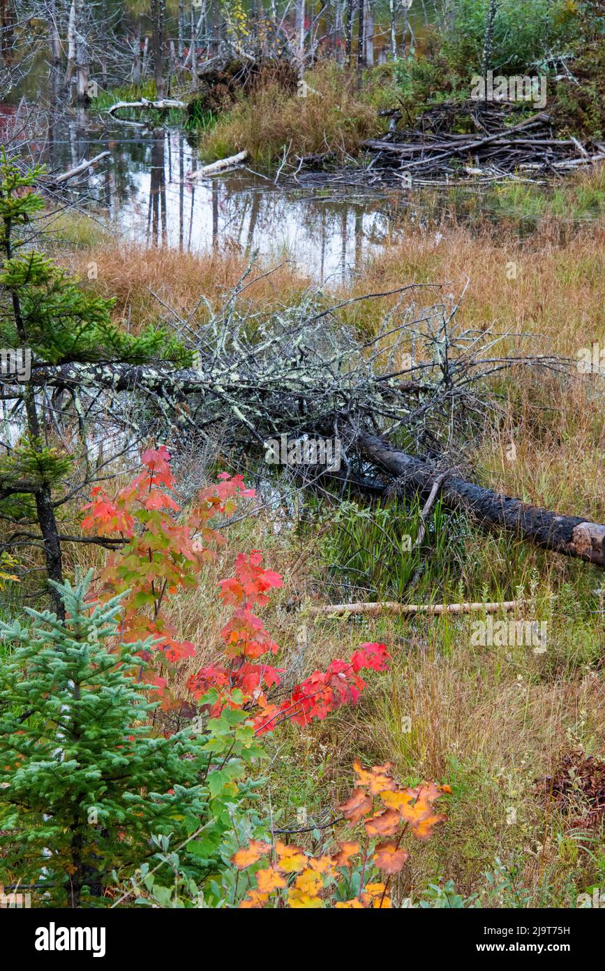 USA, Vermont, Stowe, birch trees around wetlands above the Toll House
