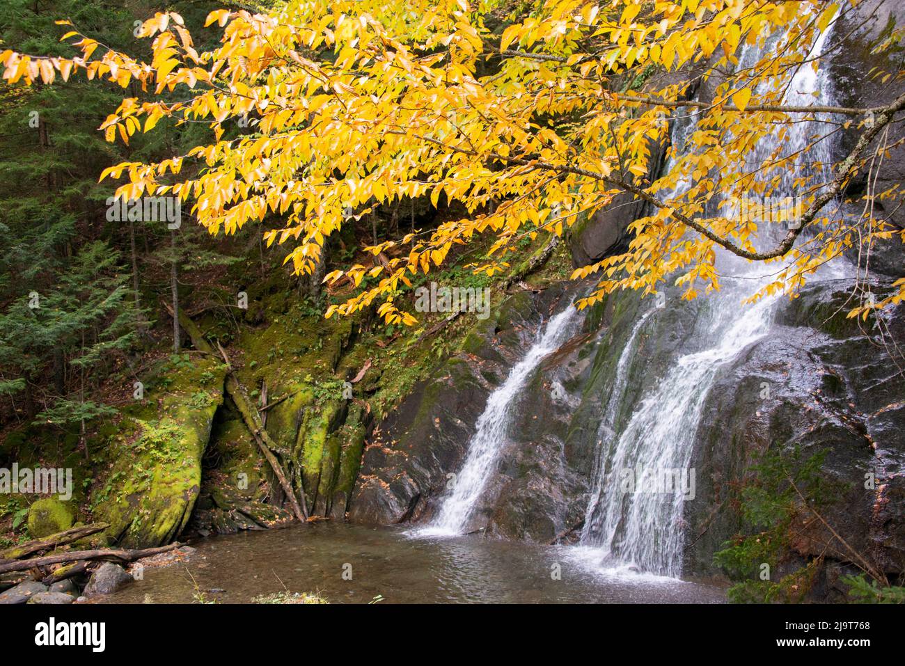 USA, Vermont, Fall foliage in Mad River Valley along trail to Warren