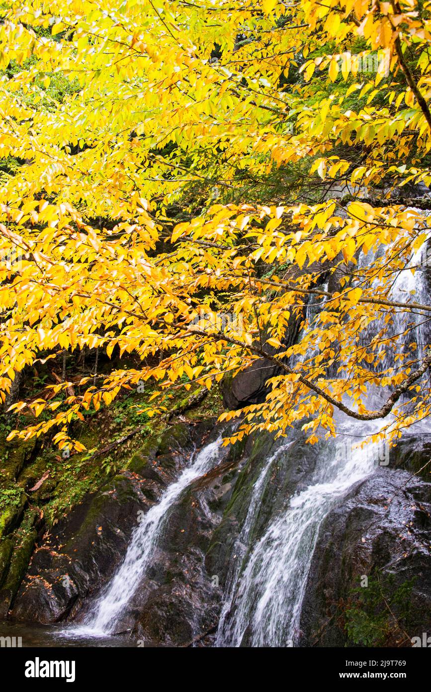 USA, Vermont, Fall foliage in Mad River Valley along trail to Warren