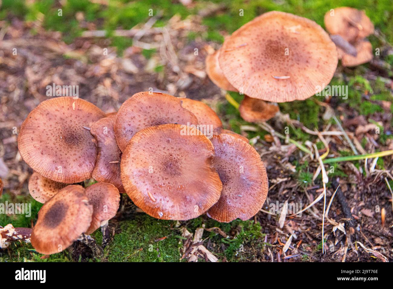 USA, Vermont, Fall foliage and mushrooms in Mad River Valley along ...