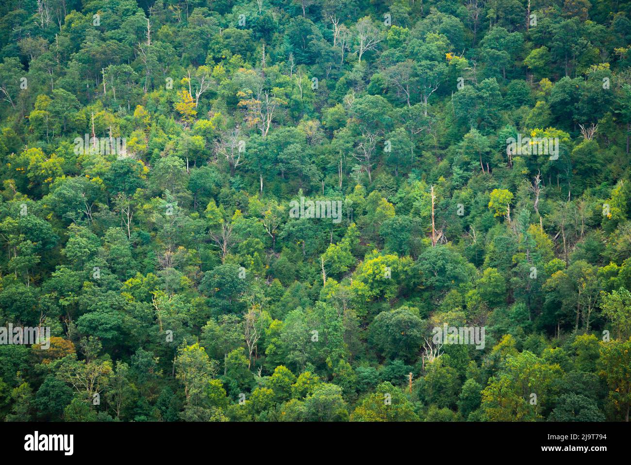 Forest, Shenandoah, Blue Ridge Parkway, Smoky Mountains, USA Stock ...