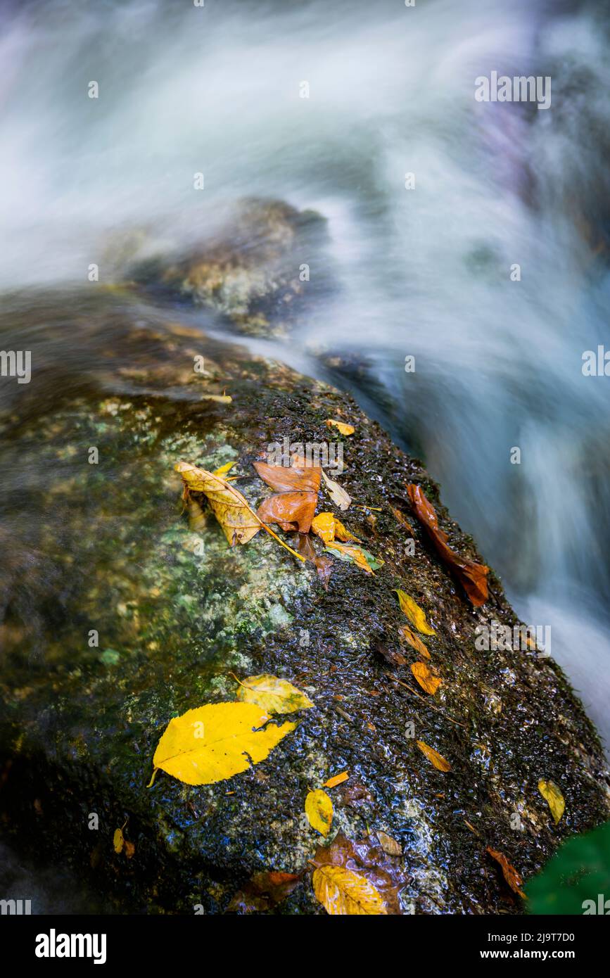 Fall colored leaves on mossy boulder, Wigwam Falls, Virginia, Blue Ridge Parkway Stock Photo