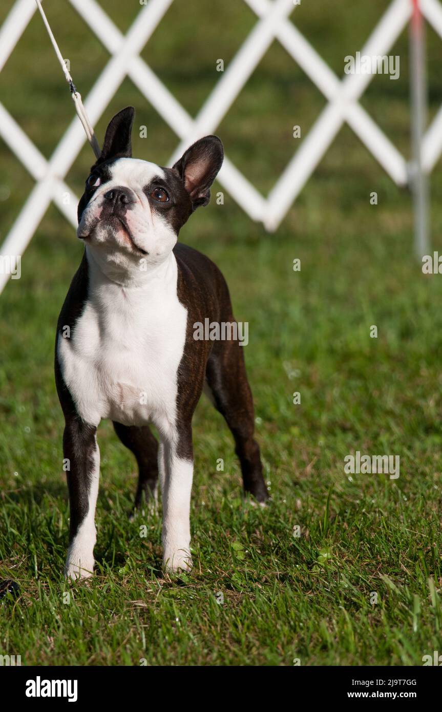 Boston Terrier standing on exhibit at conformation event Stock Photo ...