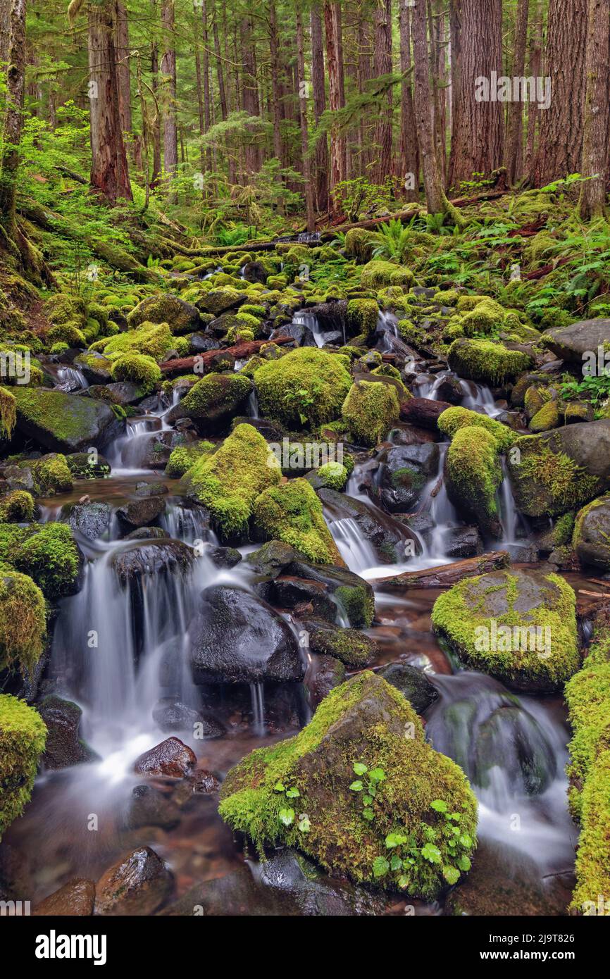 Small stream cascading through moss covered rocks, Hoh Rainforest