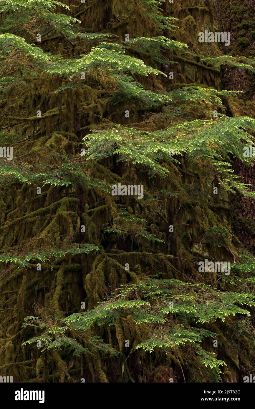 Western hemlock tree, Hoh Rainforest, Olympic National Park, Washington