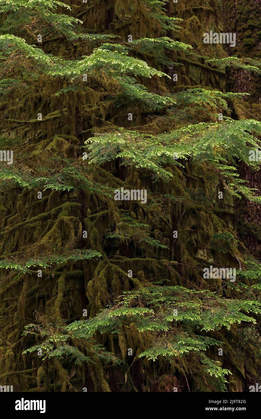 Western hemlock tree, Hoh Rainforest, Olympic National Park, Washington State Stock Photo