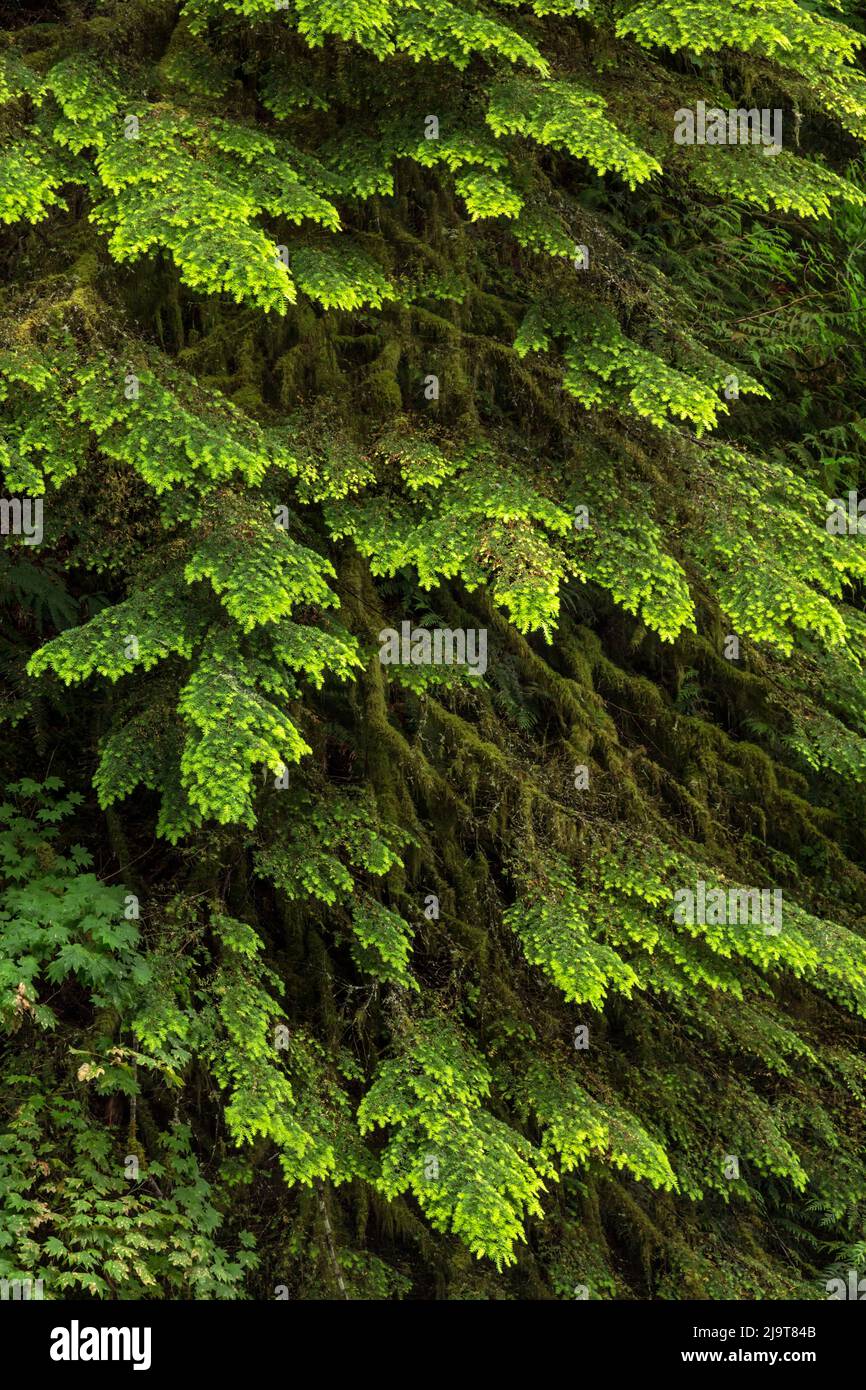 Western hemlock tree, Hoh Rainforest, Olympic National Park, Washington State Stock Photo