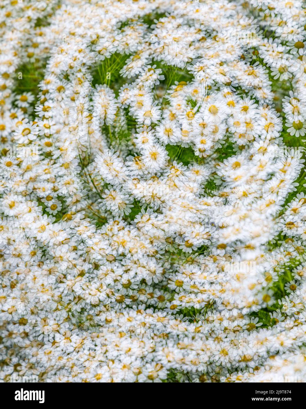 USA, Washington State, Seabeck. Composite abstract of Santa Barbara daisies. Stock Photo