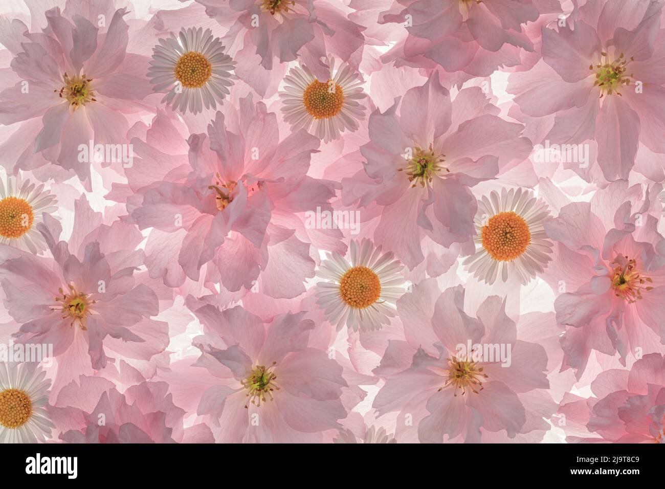 USA, Washington State, Seabeck. Flowering pink cherry blossom and Santa Barbara daisy patterns. Stock Photo