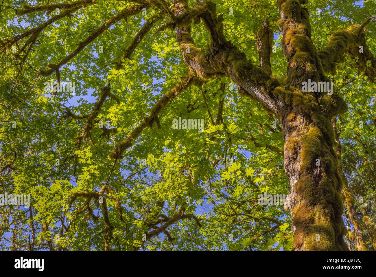 Bigleaf maple tree hi-res stock photography and images - Alamy