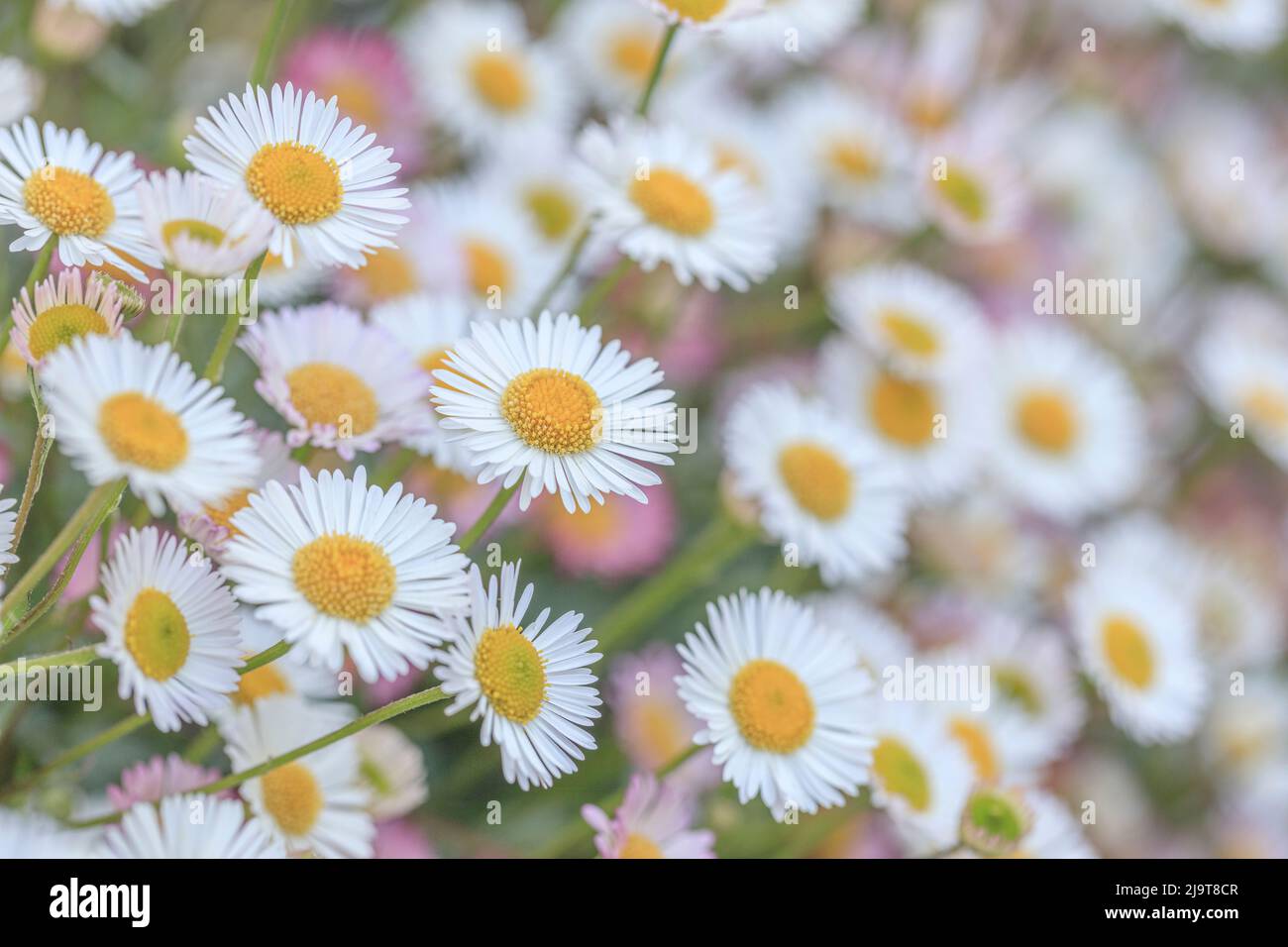 USA, Washington State, Seabeck. Close-up of Santa Barbara daisies. Stock Photo