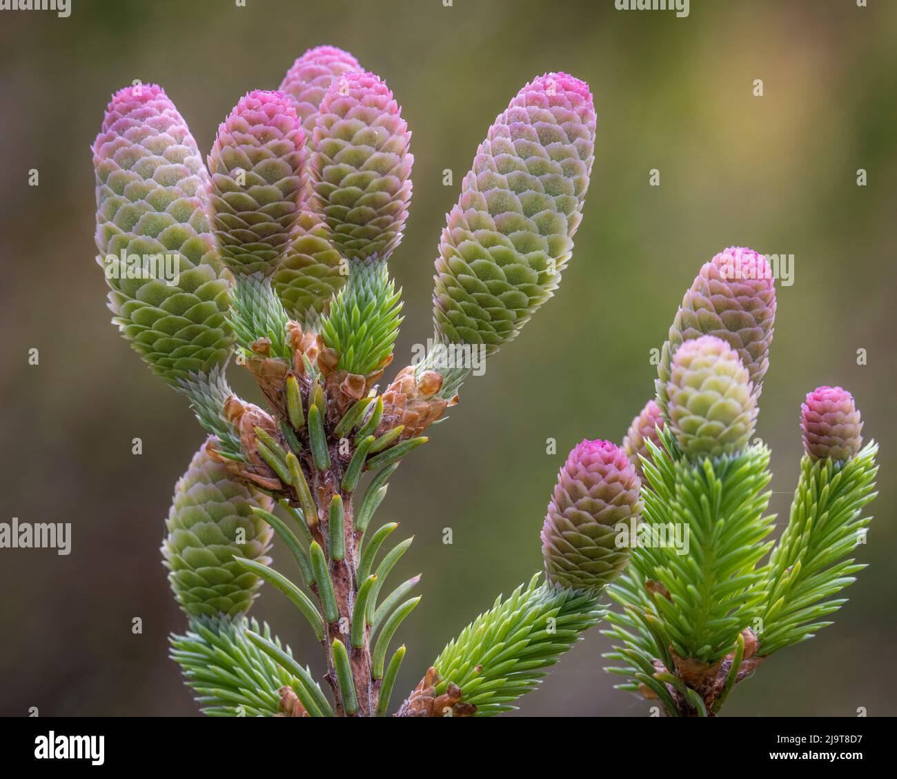 USA, Washington State, Seabeck. Norway spruce cones close-up. Stock Photo