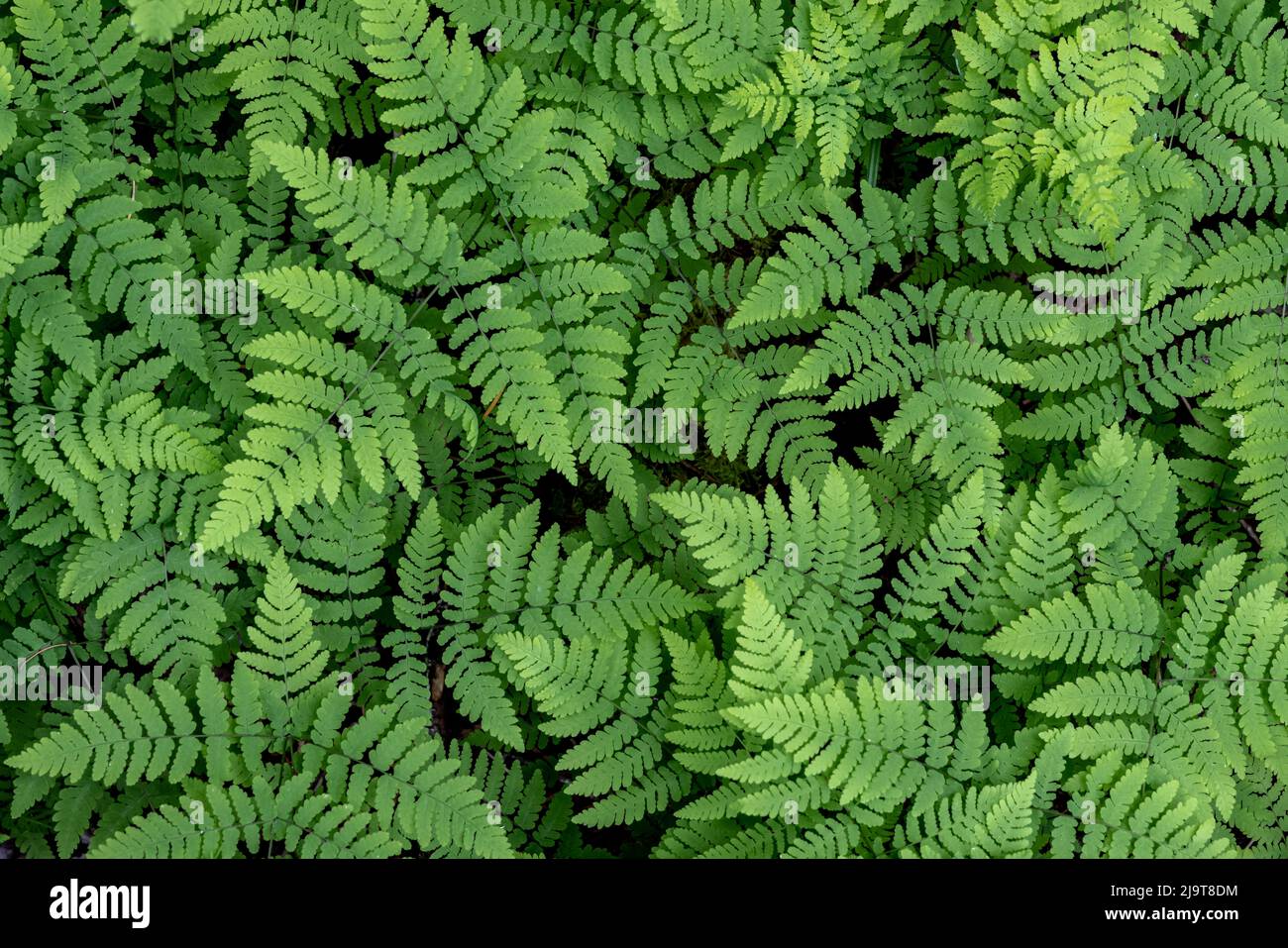 USA, Washington State, Olympic National Forest. Oak fern patterns Stock ...