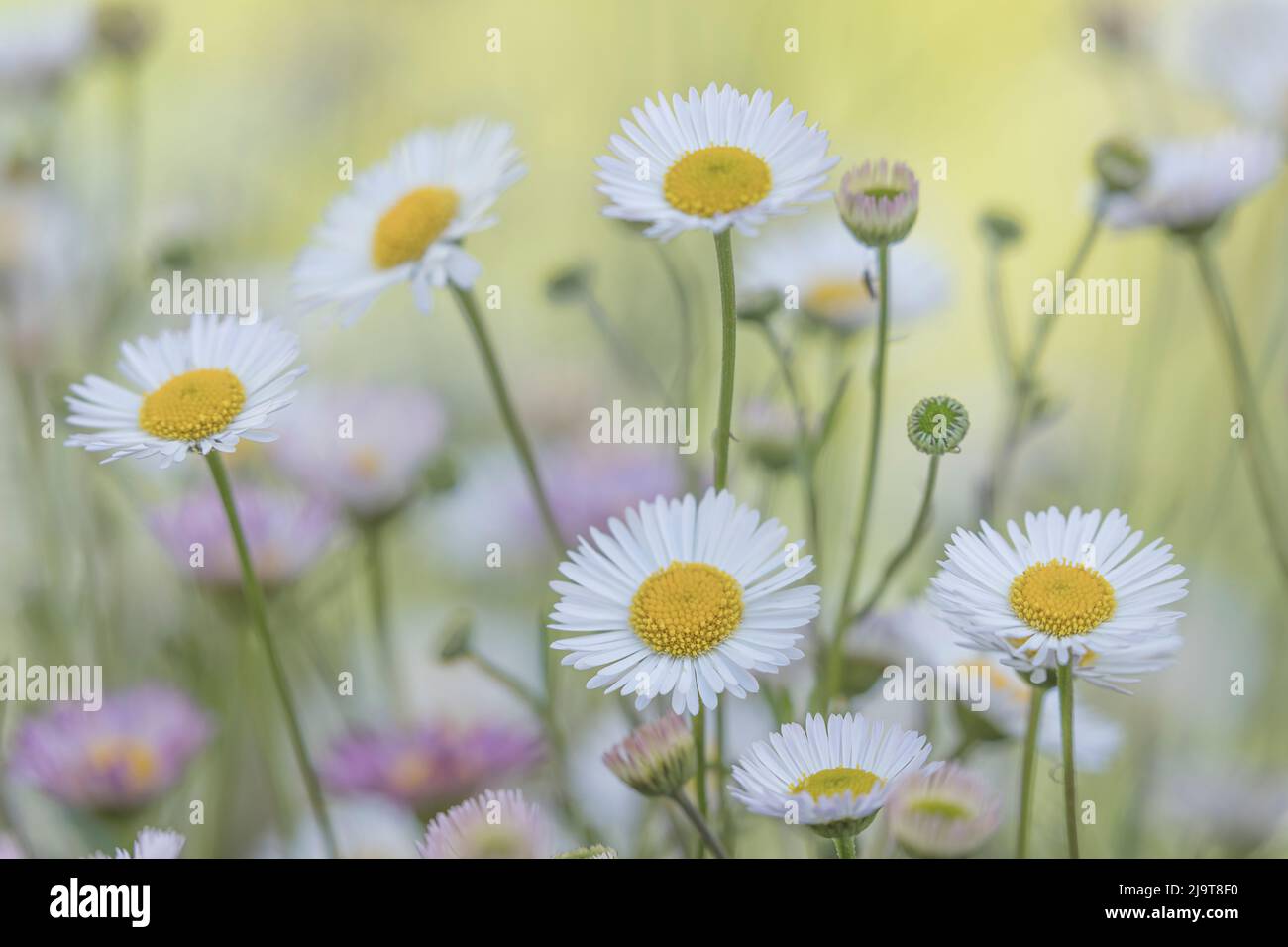 USA, Washington State, Seabeck. Santa Barbara daisies. Stock Photo