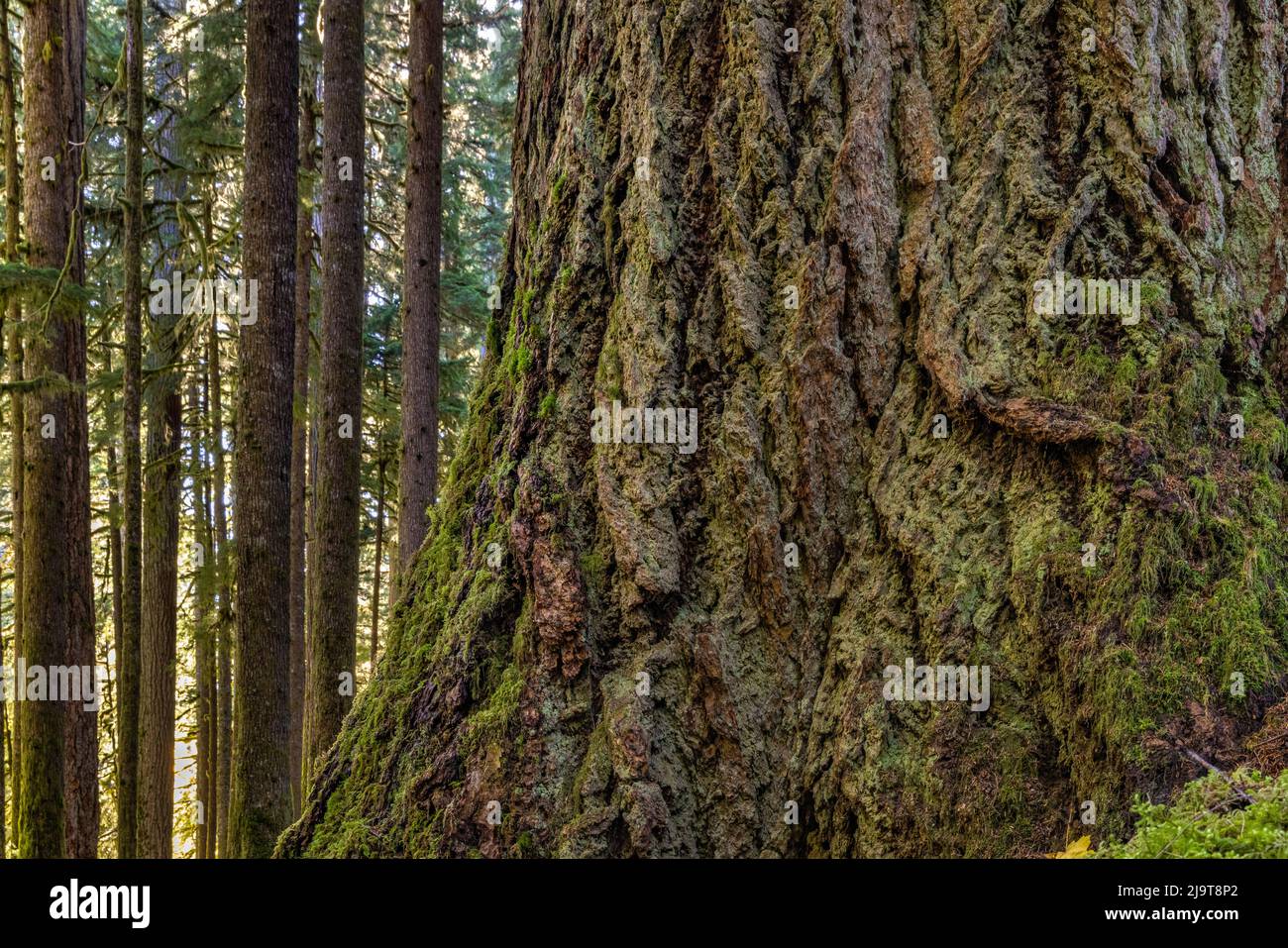 USA, Washington State, Olympic National Park. Close-up of trunk of old growth Douglas fir tree. Stock Photo