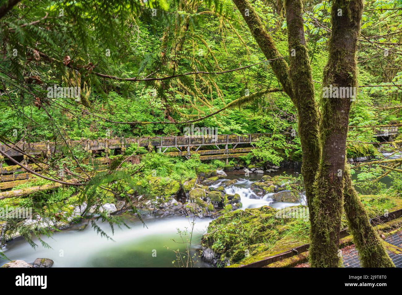 Woodland, Washington State, USA. Cedar Creek flowing through lush